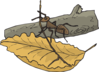 Ant On Branch Clip Art